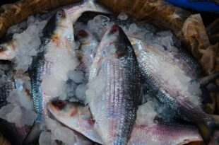 hilsa fish 6393664 1920